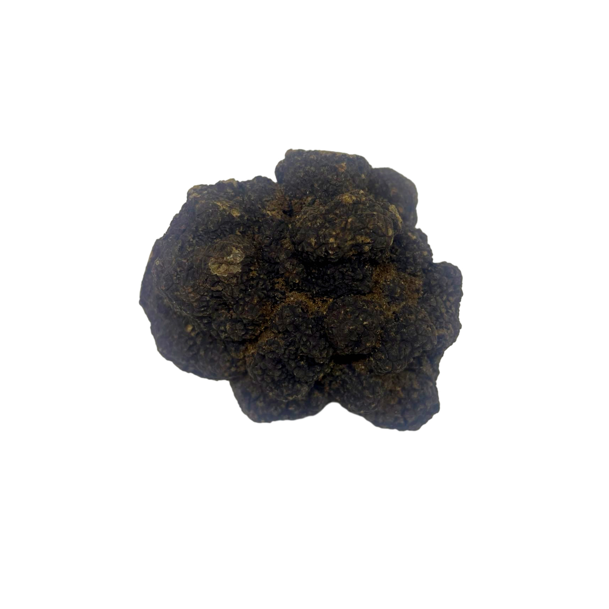 Trufa negra fresca, (Tuber melanosporum)
