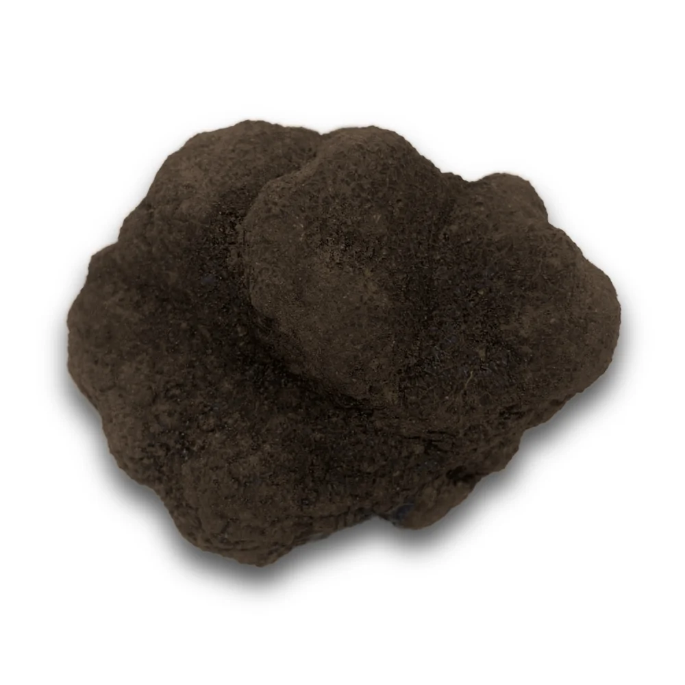 Trufa Negra Tuber Melanosporum (pieza de 160 gramos) SUPER OFERTA